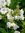 Polemonium White Pearl (Jacob's Ladder) - 1 x 9cm potted plant