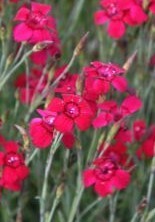 Dianthus Flashing Lights - 1 x 9cm potted plant