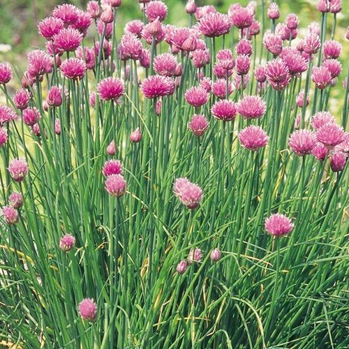 Chives - 1 x 4cm plug plants PRIOR NOTICE - AVAILABLE FROM 13th APRIL 2024