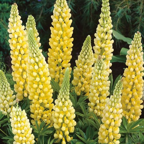 Lupin Gallery Yellow - 1 x 9cm potted plant