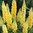 Lupin Gallery Yellow - 1 x 9cm potted plant