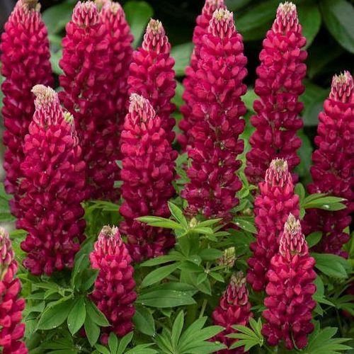 Lupin Gallery Red - 1 x 9cm potted plants