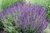 Salvia Nemorosa Blue Queen - 1 x 1 litre potted plant