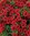Calibrachoa Calitastic Red Lips - 6 x 6cm plug plants