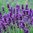 Lavender Hidcote - 3 x 4cm plug plants