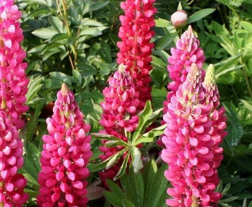 Lupin Gallery Rose - 1 x 9cm potted plants