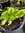 Salvia Nemorosa Violet Queen- 1 x 1 litre potted plant