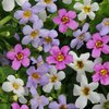 Bacopa Topia Mixed 6 x 4cm plug plants NOW AVAILABLE