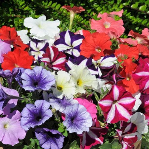 Petunia Frenzy Mixed 6 x 4cm plug plants AVAILABLE NOW