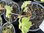 Delphinium Dusky Maidens - 1 x 1 Litre potted plants