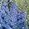 Delphinium Blue Lace - 1 x 9cm potted plant