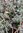 Lavender Ashdown Forest - 1 x 9cm potted plant