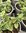 Origanum Hot n Spicy - 1 x 9cm potted plants