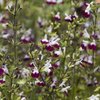 Salvia Amethyst Lips - 1 x 1 litre potted plant