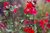 Salvia Royal Bumble - 1 x 4cm Plug Plant