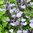Salvia So Cool Pale Blue - 1 x 9cm potted plants