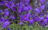 Salvia So Cool (Purple) - 1 x 9cm potted plants
