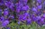 Salvia So Cool (Purple) - 1 x 1 litre potted plant