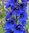 Delphinium Blue Jay - 1 x 9cm potted plants