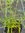 Penstemon Garnet - 1 x 1 Litre potted plants