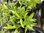 Penstemon King George - 1 x 1 Litre potted plants