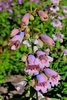 Penstemon Mother of Pearl - 1 x 1 litre potted plant