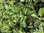 Salvia Mulberry Jam - 1 x 4cm plug plants