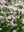 Phlox Rosea - 1 x 9cm potted plants
