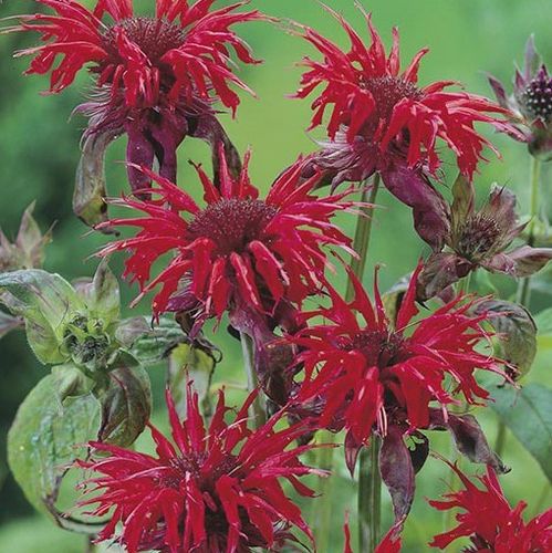 Bergamot Cambridge Scarlet - 1 x 4cm plug plants PRIOR NOTICE - AVAILABLE FROM 23rd MARCH 2024