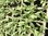 Gypsophila Elegans Babys Breath Rosea - 12 x 4cm plug plants for£4.99