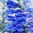 Penstemon Heavenly Blue - 1 x 9cm potted plant