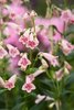 Penstemon Hidcote Pink - 1 x 9cm potted plants