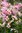 Penstemon Hidcote Pink - 1 x 4cm plug plant