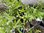 Penstemon Pensham Plum Jerkum - 1 x 1 Litre potted plant