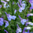Salvia African Sky - 1 x 4cm Plug Plant