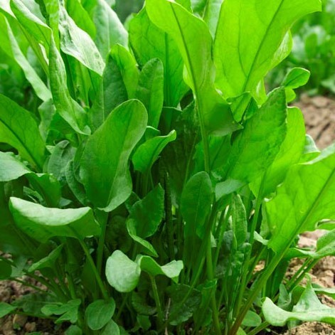 French Sorrel - 1 x 4cm plug plants NOW AVAILABLE