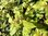 Fuchsia Genii - 1 x 4cm plug plants
