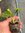 Pelargonium Sweet Mimosa - 1 x 6cm plug plants