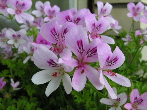 Pelargonium Sweet Mimosa - 1 x 6cm plug plants PRIOR NOTICE - AVAILABLE FROM 13th APRIL 2024
