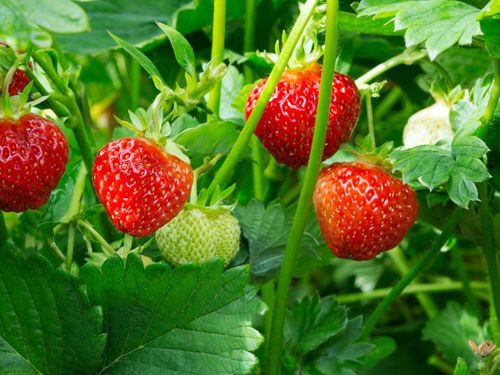 Strawberries Main Crop - 6 x 9cm potted plants for £5