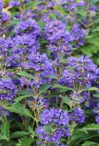 Caryopteris Heavenly Blue - 1 x 1 litre plant