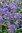 Caryopteris Heavenly Blue - 1 x 9cm potted plant