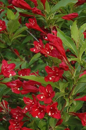 Weigela Red Prince - 1 x 1 litre plant