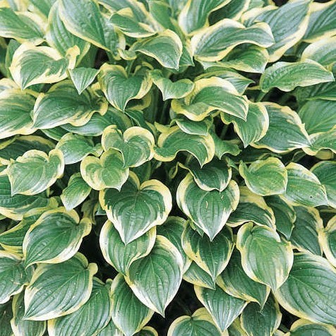Hosta So Sweet - 1 x 9cm potted plant
