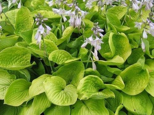 Hosta August Moon - 1 x 9cm potted plant