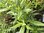 Penstemon Osprey - 1 x 1 litre potted plants