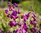 Penstemon Purple Passion - 1 x 1 litre potted plants