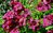 Penstemon Rich Ruby - 1 x 1 litre plants