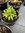 Salvia Nemorosa Rose Queen - 1 x 1 litre potted plant