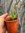 Salvia Clotted Cream - 1 x 9cm potted plant